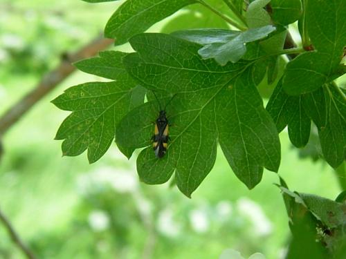 Dryophilocoris flavoquadrimaculatus